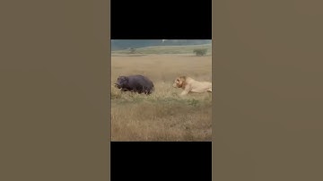 Thumbnail of King 👑 Scarface fight ☠️ with hippopotamus 🦛 #scarface #lionvshippopotamus #kingscarface #lionshorts