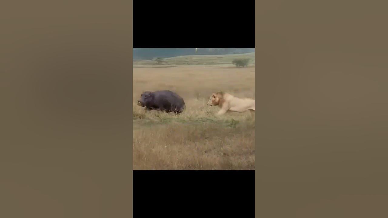 King π Scarface fight β οΈ with hippopotamus π¦ #scarface #lionvshippopotamus #kingscarface #lionshorts King π Scarface fight β οΈ with hippopotamus π¦ #scarface #lionvshippopotamus #kingscarface #lionshorts