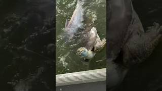 Massive soft shell turtle and catfish tug of war on jug line! #fishing #shorts #crazy