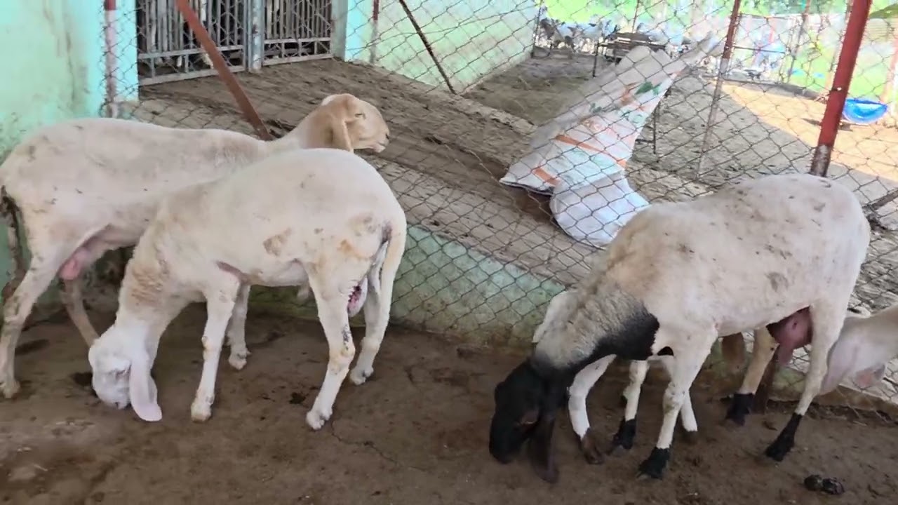 Dumba Breeding Setup At Barkat Goat Farm Nandasan Gujarat | Hafeez Sahab Ka Setup.