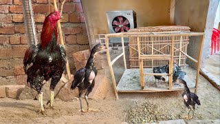 Todays Vlog My Farm Update Aseel Murgha Farm