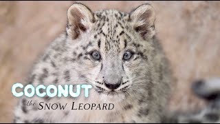 Snow Leopard Coconut