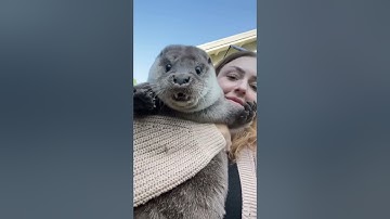 This Otter is obese #shorts #otterlovers #viral #trending