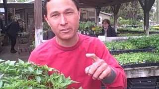 Top 3 Tips for Selecting the Best Plant Starts to Buy for Your Vegetable Garden