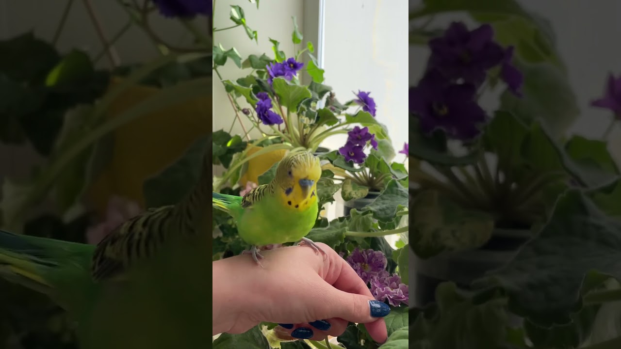 Волнистый попугай поёт песню. Budgie sings a song