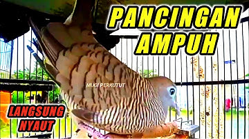 Perkutut lokal gacor suara besar.
