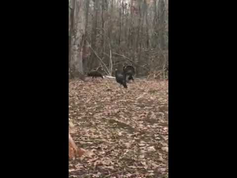 GAME CAMERA FOOTAGE - YouTube