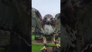 CLOSE-UP ON BEAUTIFUL RED TAILED HAWK!