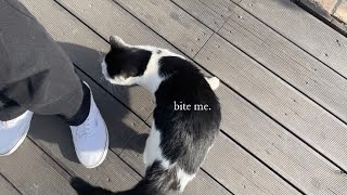 bite me - enhypen ( sped up )