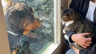 Rottweiler loves cats...+ House Hunting |86
