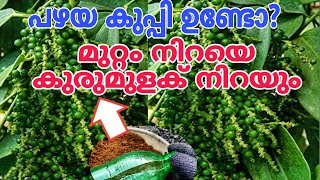 കുപ്പി നിറയെ കുരുമുളക് നിറയും Kutti kurumulaku krishi malayalam