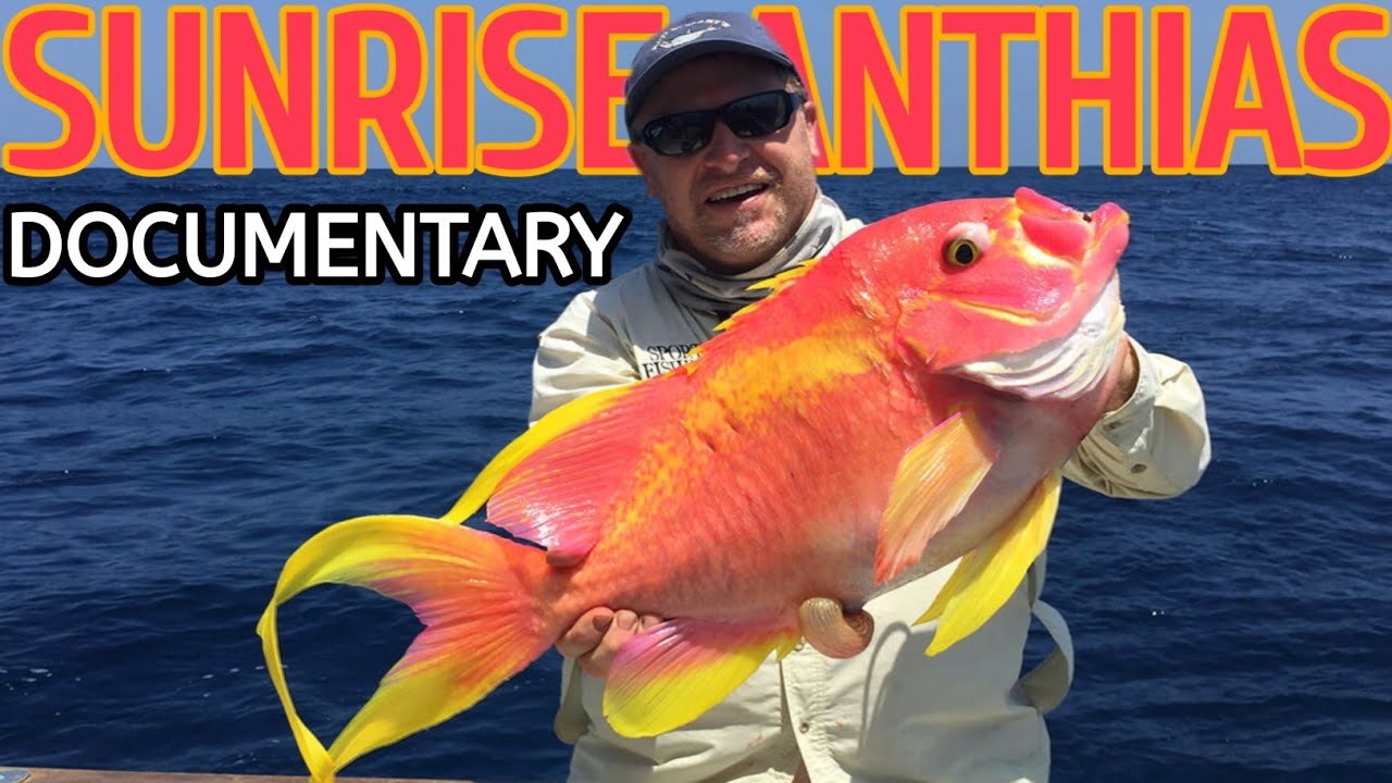 Golden Anthias – The Fire of the Deep Sea | Nature’s Rarest and Most Beautiful Fish