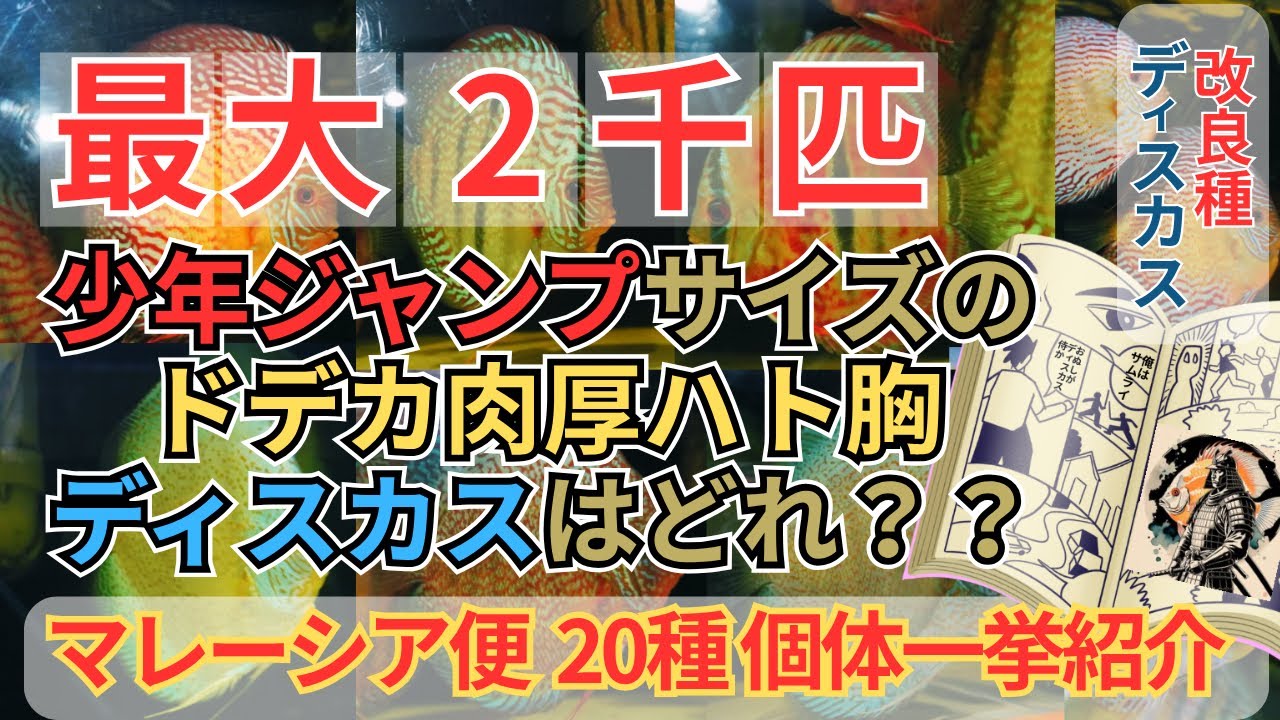 The largest stock of discus in Japan! The familiar giant, thick The largest stock of discus in Japan! The familiar giant, thick