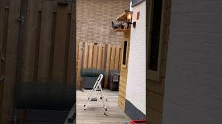 De eerste keer naar buiten voor mijn 8 geringde vrienden 🕊️