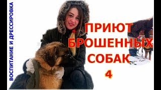 ПРИЮТ БРОШЕННЫХ СОБАК 4 Итоги первой встречи .Воспитание и дрессировка собак ПРИЮТ БРОШЕННЫХ СОБАК 4 Итоги первой встречи .Воспитание и дрессировка собак