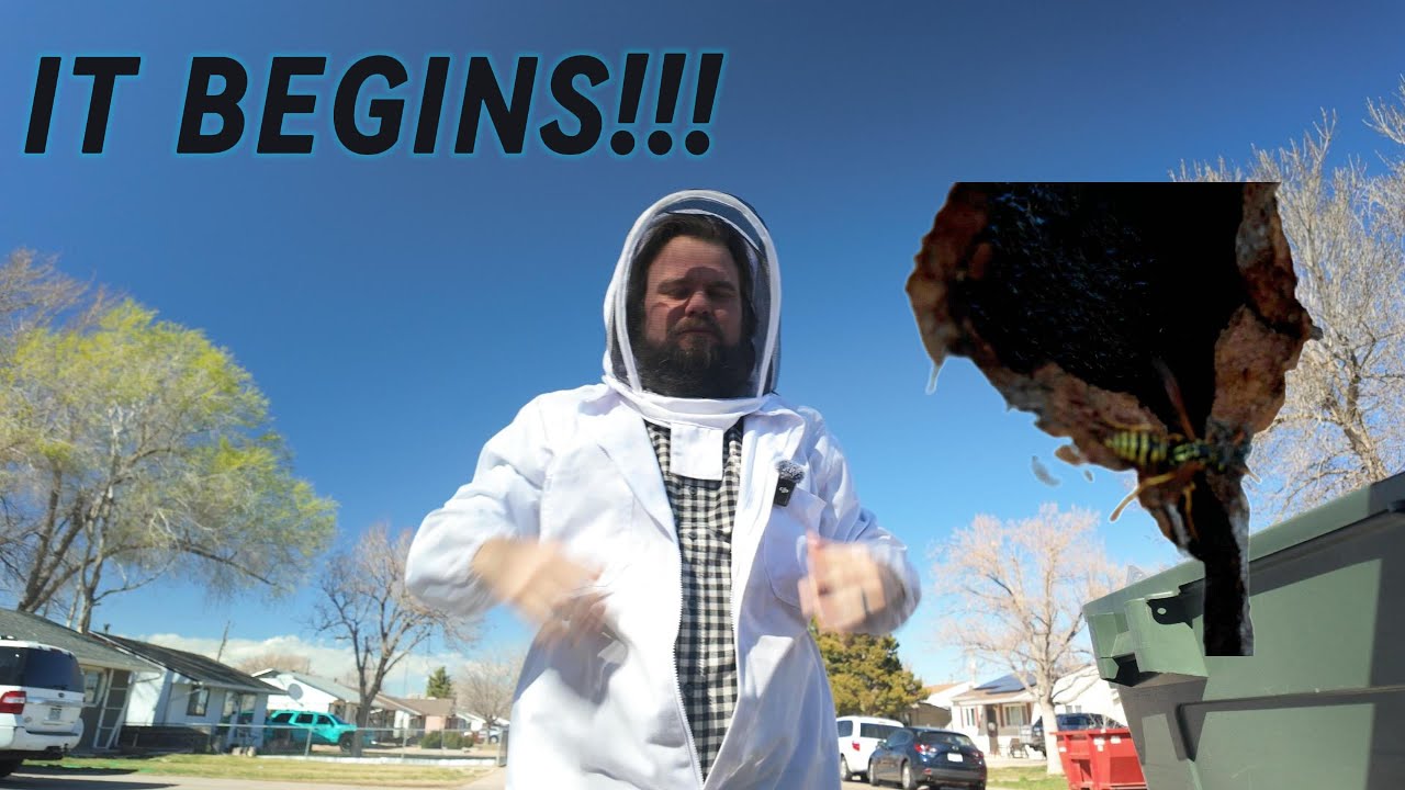 Early Season Wasp Nest Removal | Quick Fix Before It Gets Out of Hand!