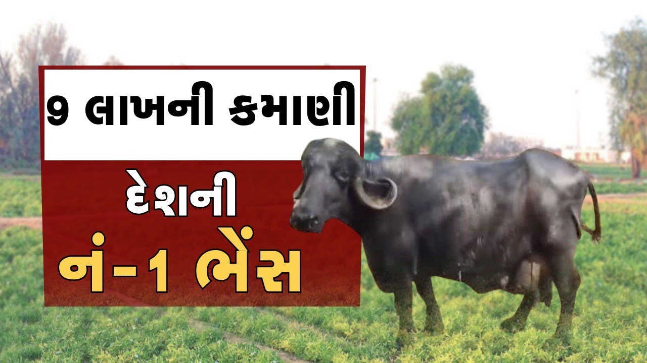 દૂધ આપવામાં તમામ રેકોર્ડ તોડ્યા II મારે નોકરી  કરવાની કોઈ જરૂર નથી II આવકમાં મારી એક ભગર જ કાફી છે.
