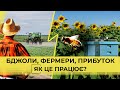 Бджоли на соняшнику | Приріст урожайності | 100 тис грн на медові / Куркуль