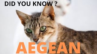 AEGEAN CAT-അജിയൻ പൂച്ചയെ പറ്റി അറിയാം by PETAGREEN KERALA 224 views 3 years ago 4 minutes, 22 seconds