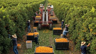 Download Lagu Inside Orange Farming: From Harvest to Orange Juice Factory MP3