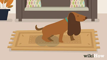 Warum übergeben sich Hunde immer auf dem Teppich?