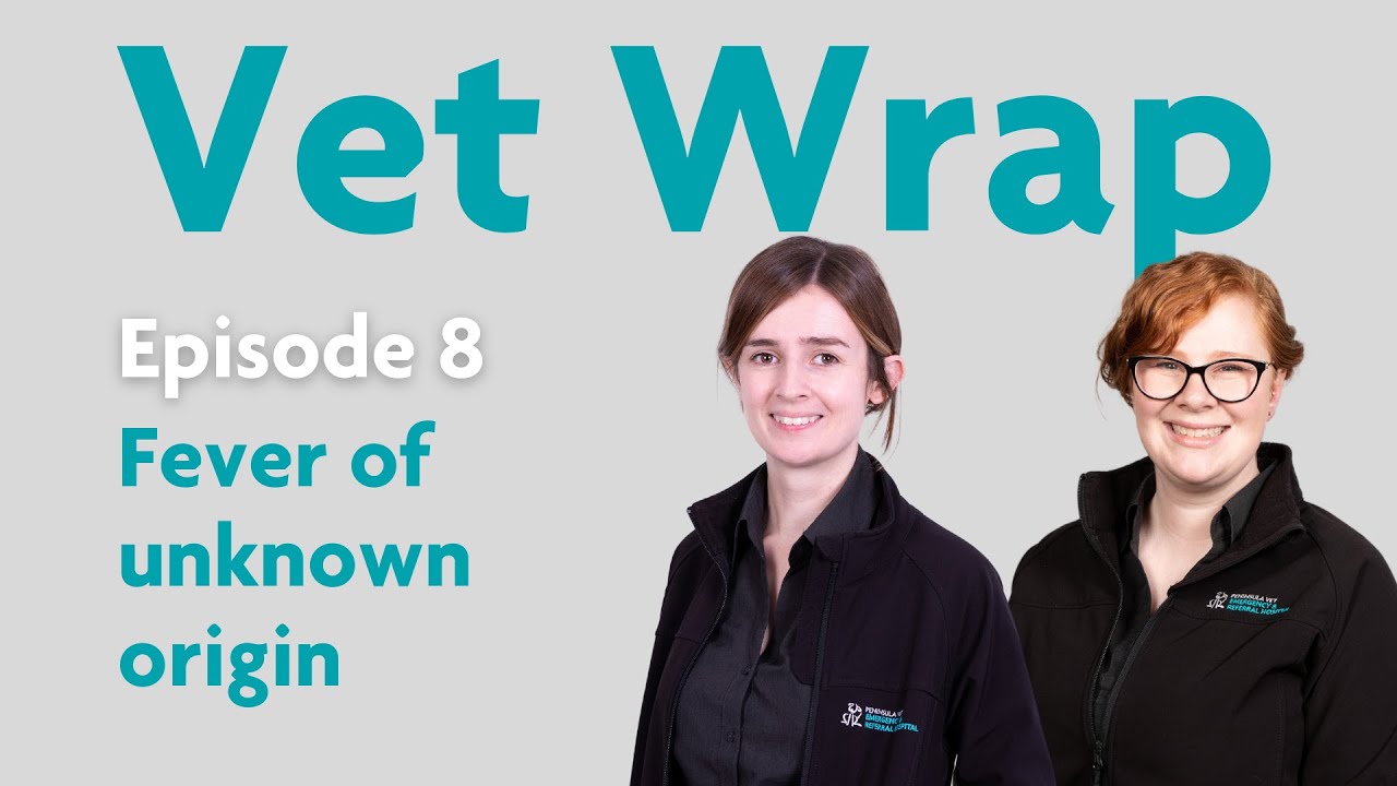 Vet Wrap Episode 8: Fever of unknown origin, case discussion
