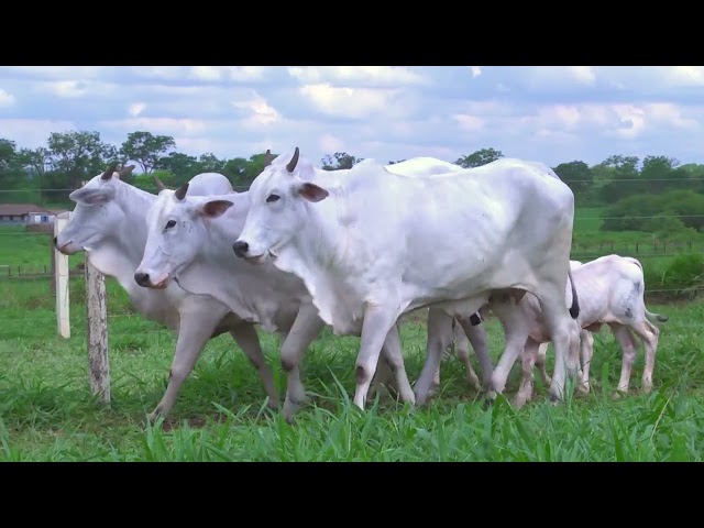 LOTE 07   1782 2816 10687 mp4