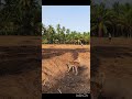 Natural fertilizer in our organic farm 🌿🌴🌲☘️