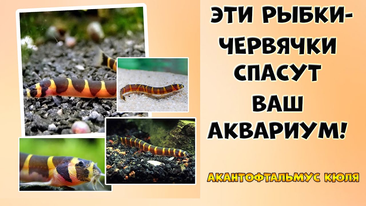 Акантофтальмус Кюля: Лучший санитар вашего аквариума! Польза и как правильно содержать.