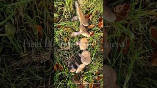 Field Blewit Mushroom #shorts