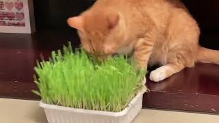 Cat playing and playing by John Choi 566 views 1 month ago 1 minute, 43 seconds