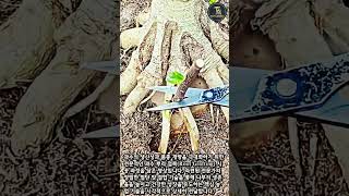 누구나 쉽게 따라할 수 있는 놀라운 과수 접목 노하우 #worker #process #secret #expert #tips