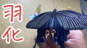 クロアゲハ Youtube