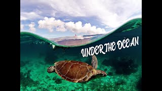 Under The Ocean |Sea Turtles | Stingrays | Corals | Exotic Fish | Xel Ha | Barcelo Maya Grand Resort