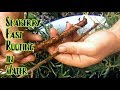 Propagating seaberry  softwood cuttings in water