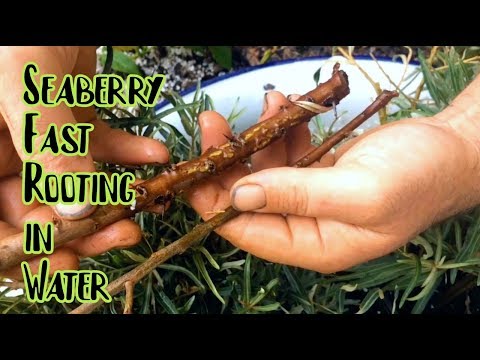Propagating Seaberry - Softwood Cuttings in Water!