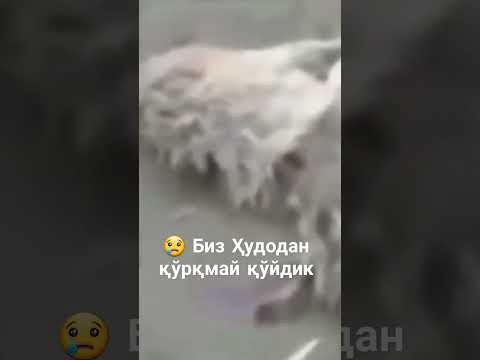 😢 Биз Ҳудодан