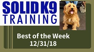 Solid K9 Training Center Best Of The Week 123118