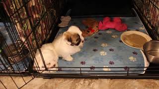 Coton Puppies For Sale - Jara Rose 1/11/22