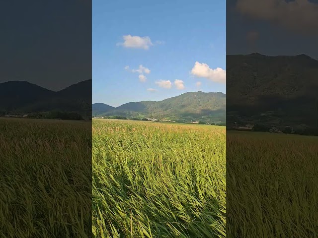 Suncheon Bay Wetland Park, Korea #UNESCO World Heritage Site #wetland  #Unesco