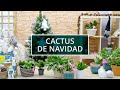 Cactus de Navidad