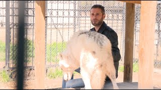 Главный зоолог Сергей Казарец о дружбе с полярной волчицей