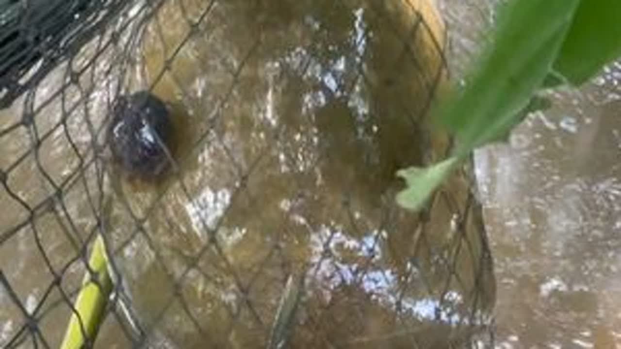 暴富的一天，一两百斤鱼获，还有四五斤甲鱼水鱼#自然生态 #甲鱼 #水鱼