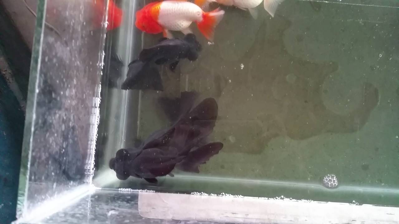 lion head black moor