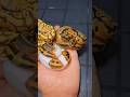 UltraClownPied project #joinreptiles #ballpython #royalpythons #pythonregius #reptiles #morphs #pets