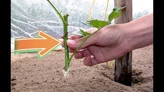 Размножьте розы черенками в грунт этим способом осенью, для красивого цветения на следующий год! Размножьте розы черенками в грунт этим способом осенью, для красивого цветения на следующий год!