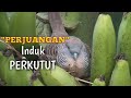 Burung perkutut meloloh anaknya