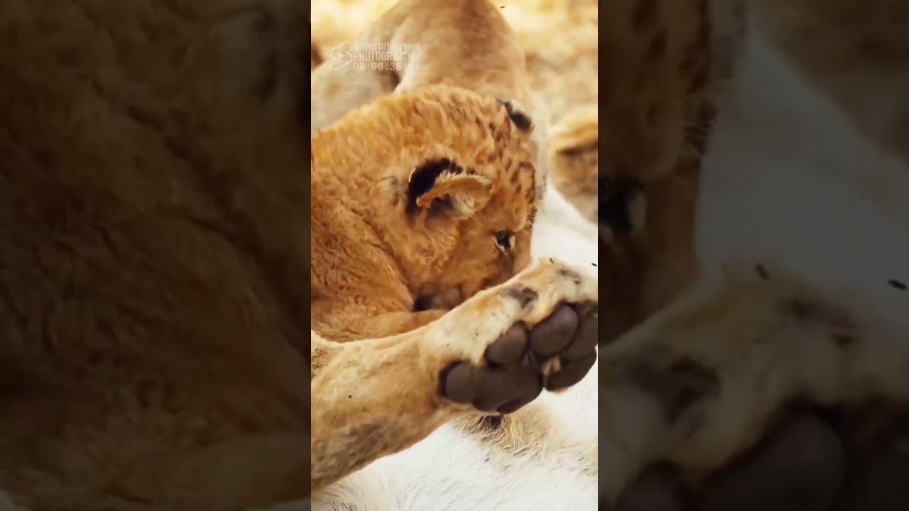 Little Lion Cub Enjoys His Meal at His Mother's Milk Bar