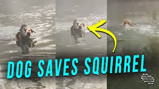 Dog Jumps in Water Then Comes Back With a Squirrel