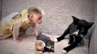 Icy monkey getting mad with black kitty